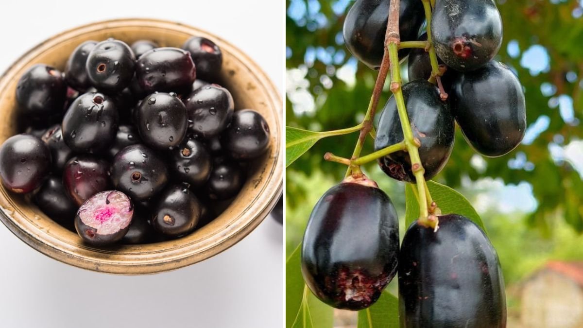 How to Successfully Grow a Jamun Tree From Seed and Ensure Healthy Growth and Abundant Harvest