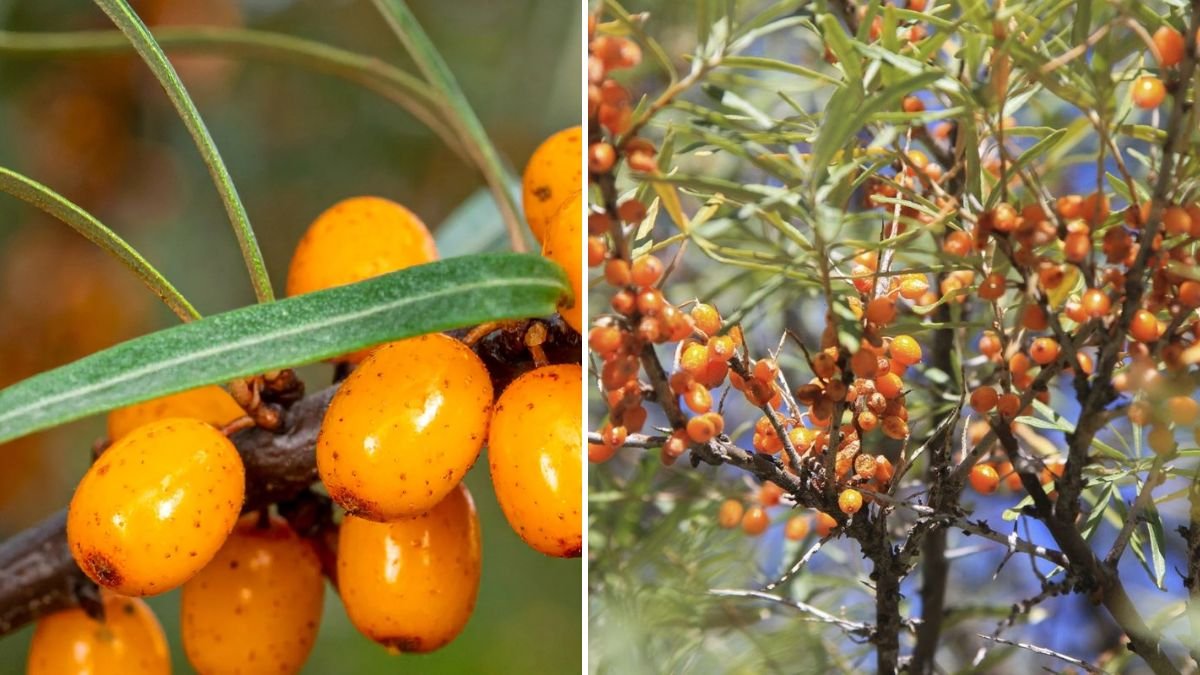 Comprehensive Guide to Successfully Growing Sea Buckthorn in Canadian Climates