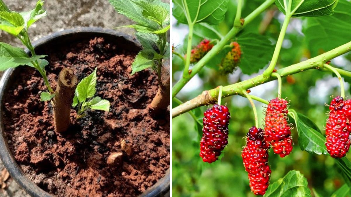 Easy Approaches to Growing Mulberry Trees from Cuttings at Home