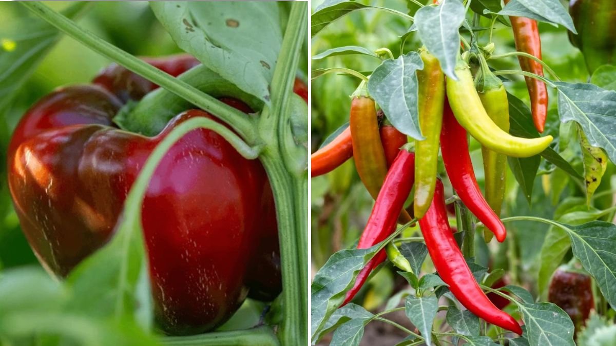 How to Increase Pepper Production: Expert Tips for Bigger and Healthier Harvests