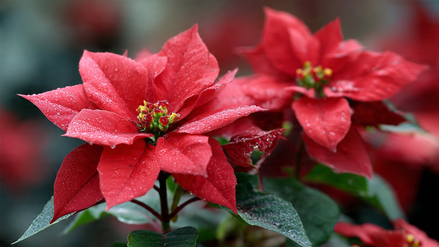 A Comprehensive Guide to Successfully Growing Poinsettias Indoors Throughout the Year