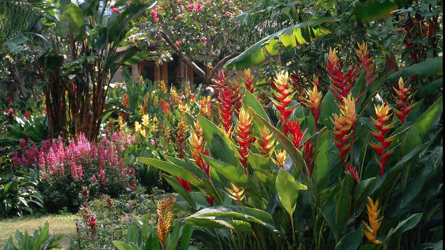 The Ultimate Guide to Growing Heliconia for a Vibrant Garden Style