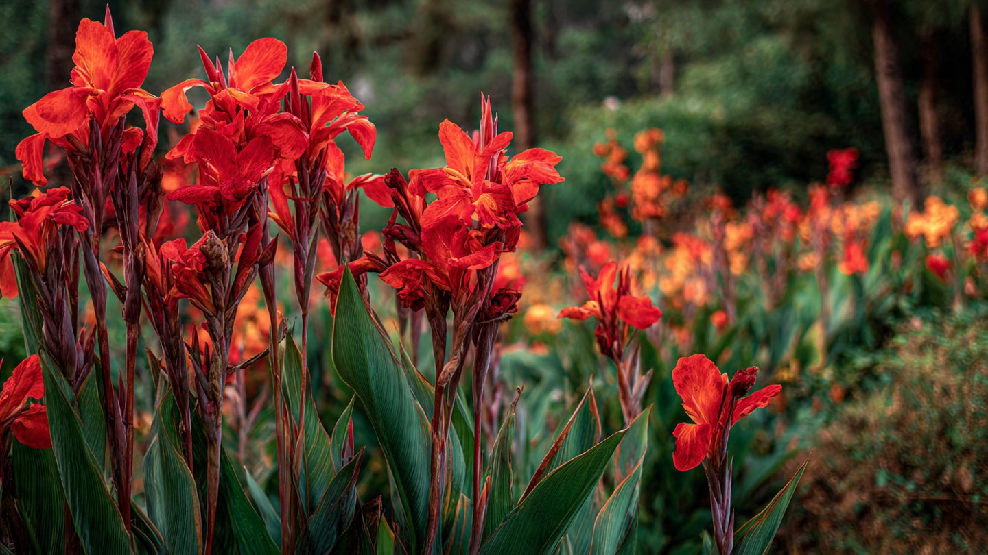How to Successfully Grow Canna Lily for a Stunning Decorative Garden Experience