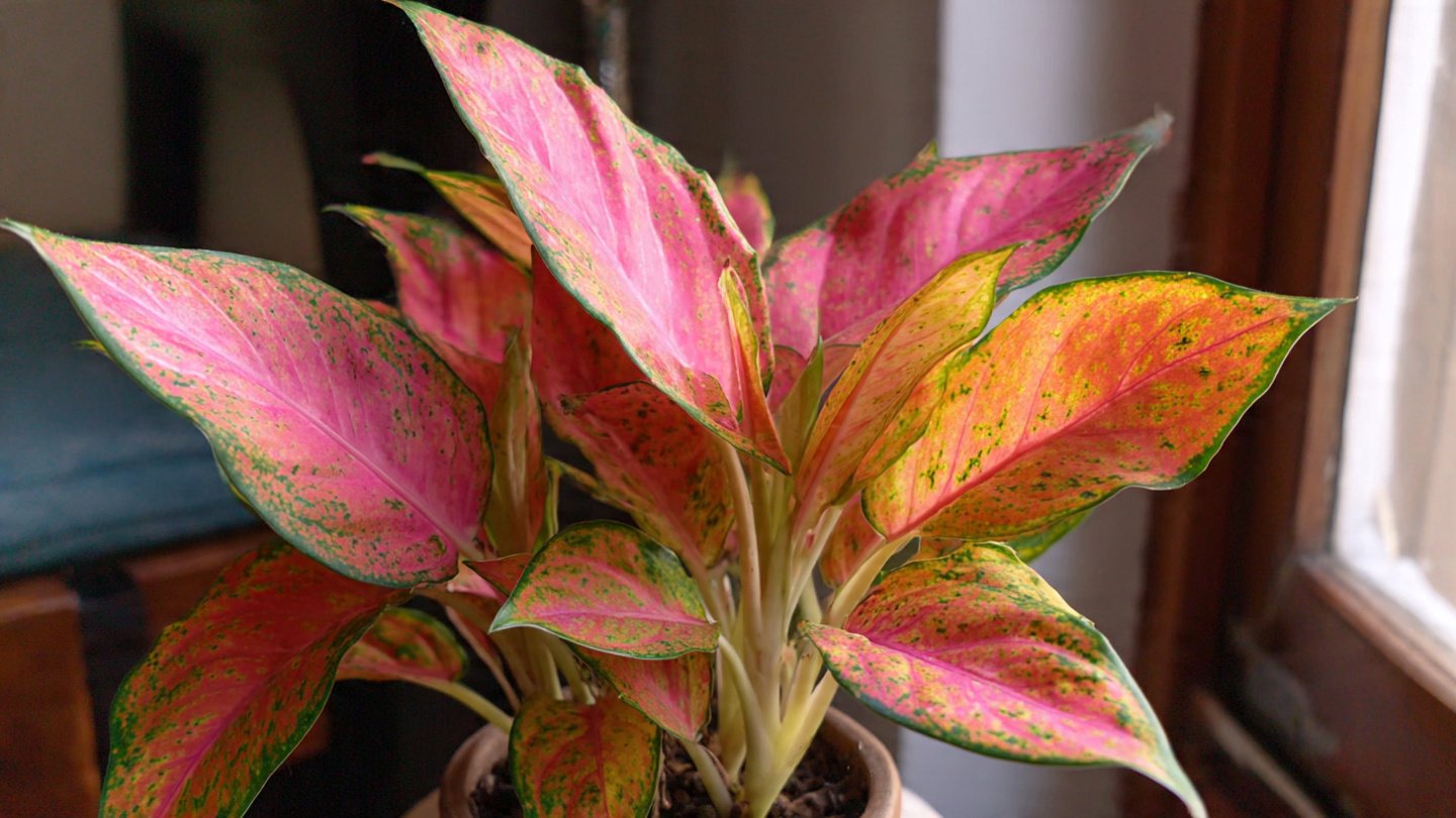 How to Grow Aglaonema for Vibrant and Colorful Home Decor Ideas