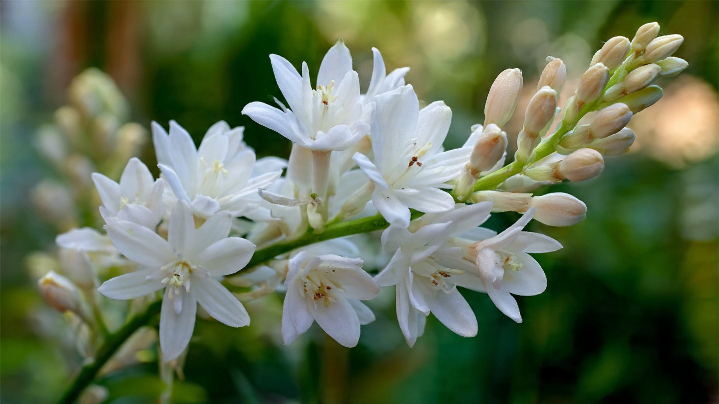 Best Practices for Growing Tuberose at Home for Beginners