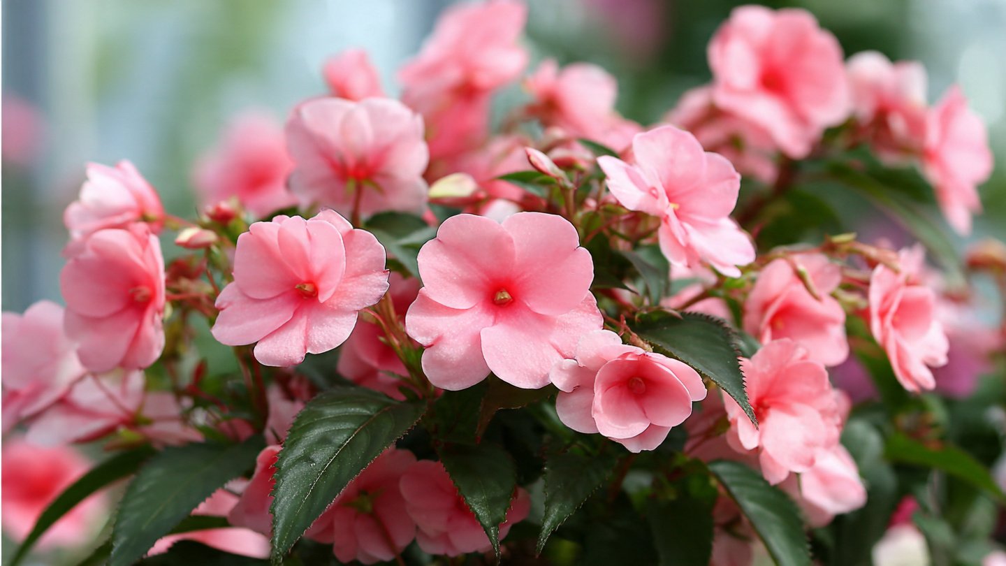 Best Ways to Successfully Grow Impatiens Indoors for Maximum Blooming Potential