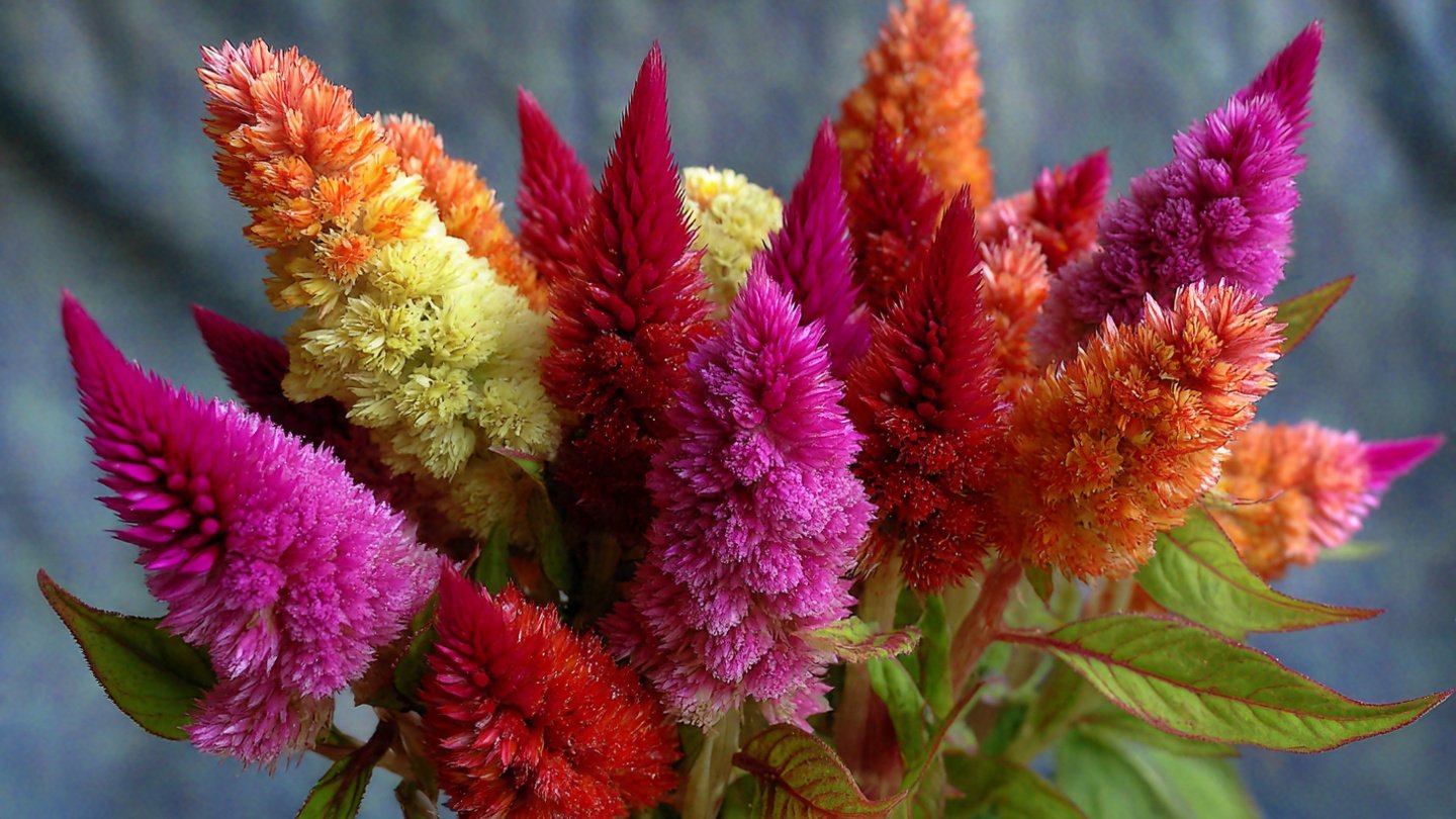Simple Guide to Successfully Grow Celosia Cockscomb at Home Without Any Complications