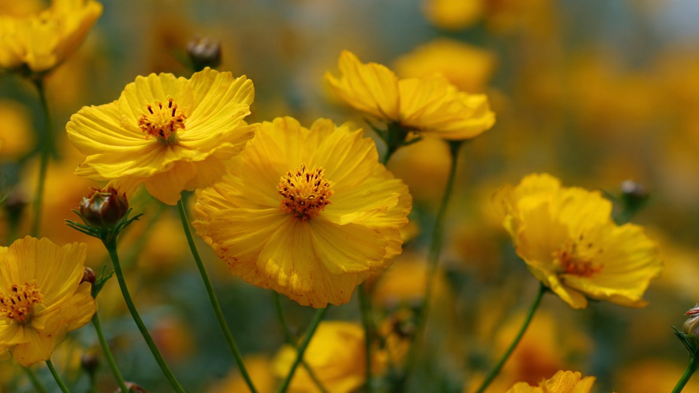 Simple Strategies for Successfully Growing Cosmos Sulphur in Your Garden