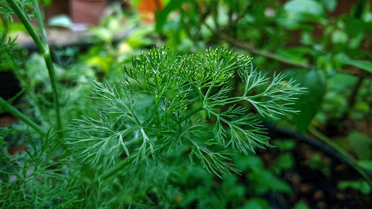 Easy Method to Grow Dill Leaves in Your Home Garden for Fresh Flavors Year Round