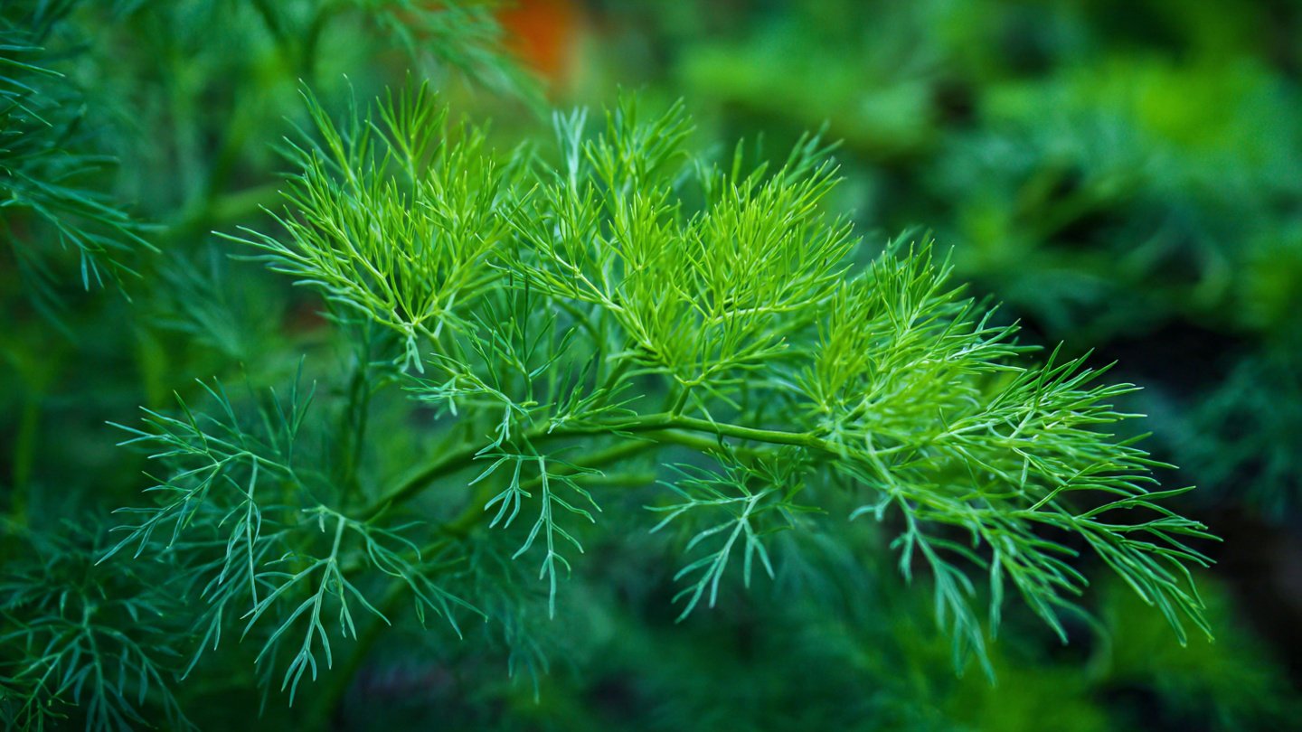 Can You Discover the Simple Way to Grow Dill Fast?