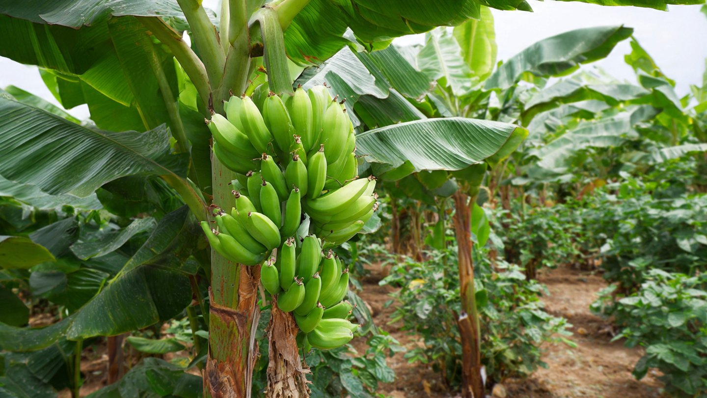 How to Care for Dwarf Banana Plants: Essential Tips for Thriving Varieties