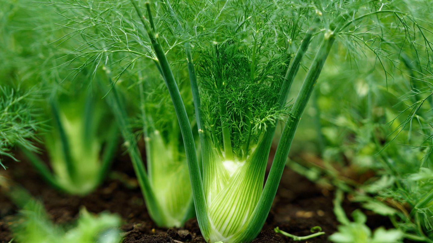 Easy Guide to Cultivating Fennel Greens in Your Backyard Garden