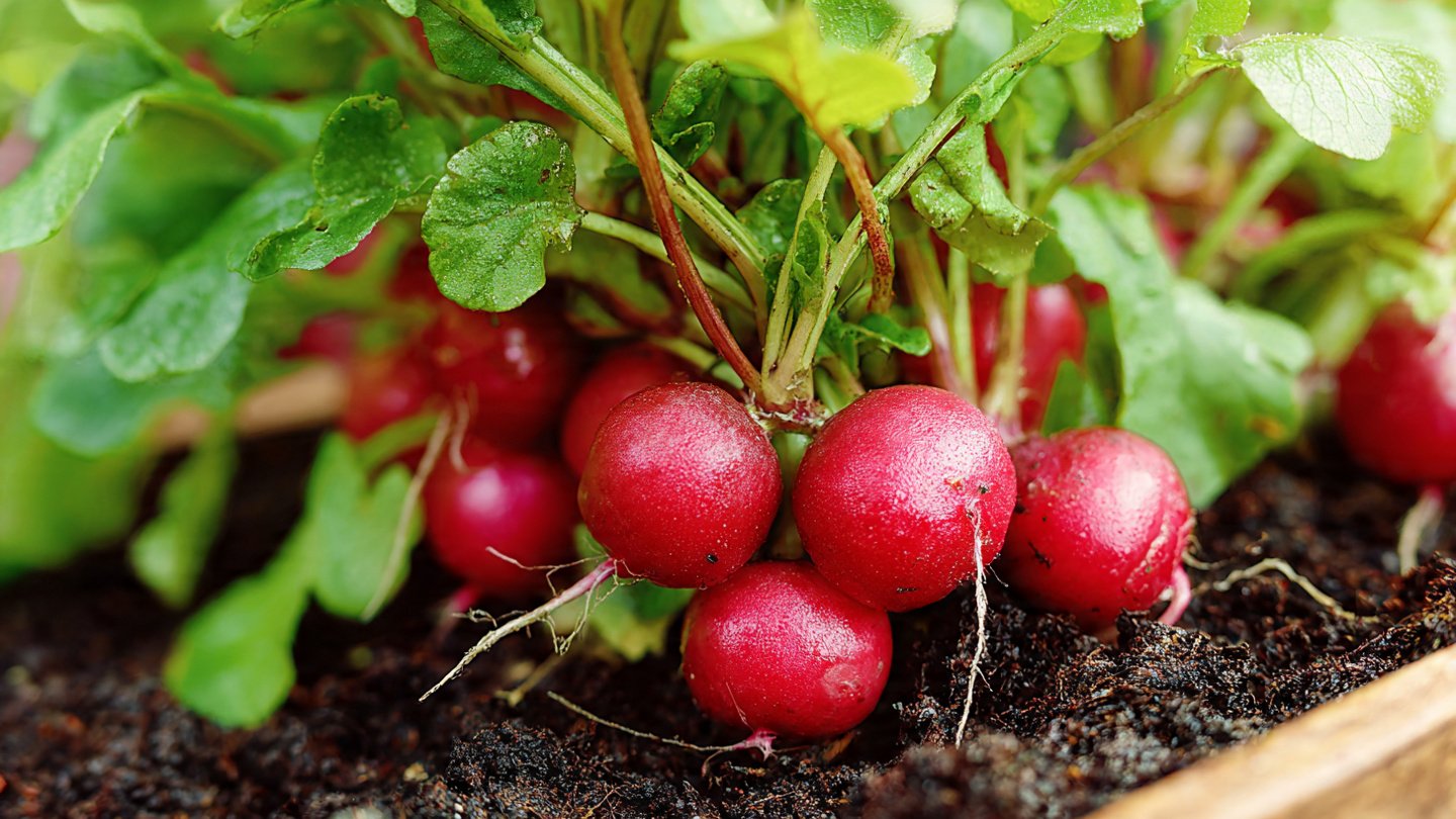 Easy Method to Grow Radish at Home with Simple Steps for Beginners