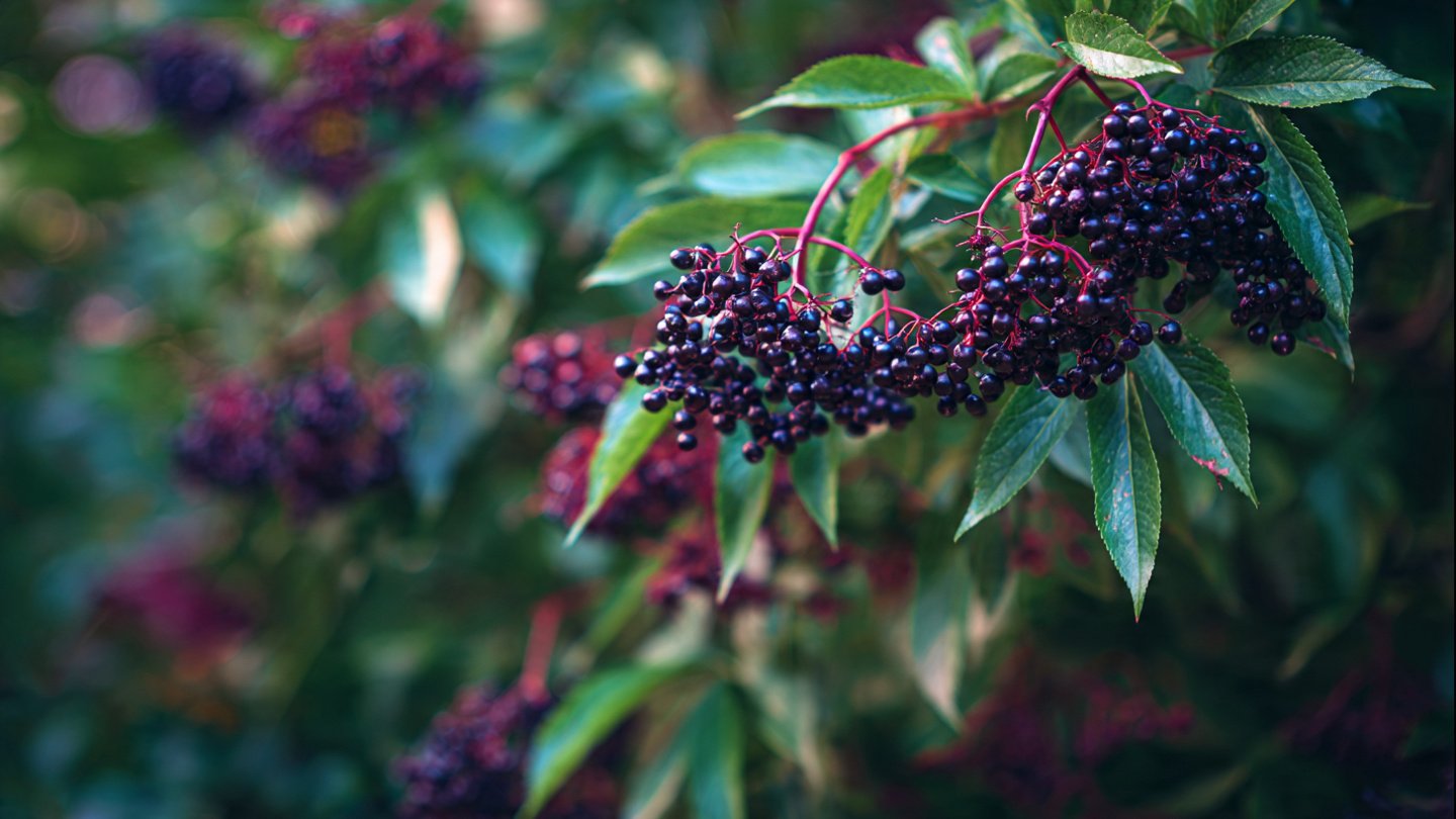 Easy Guide to Growing Elderberry Bushes at Home Without the Hassle