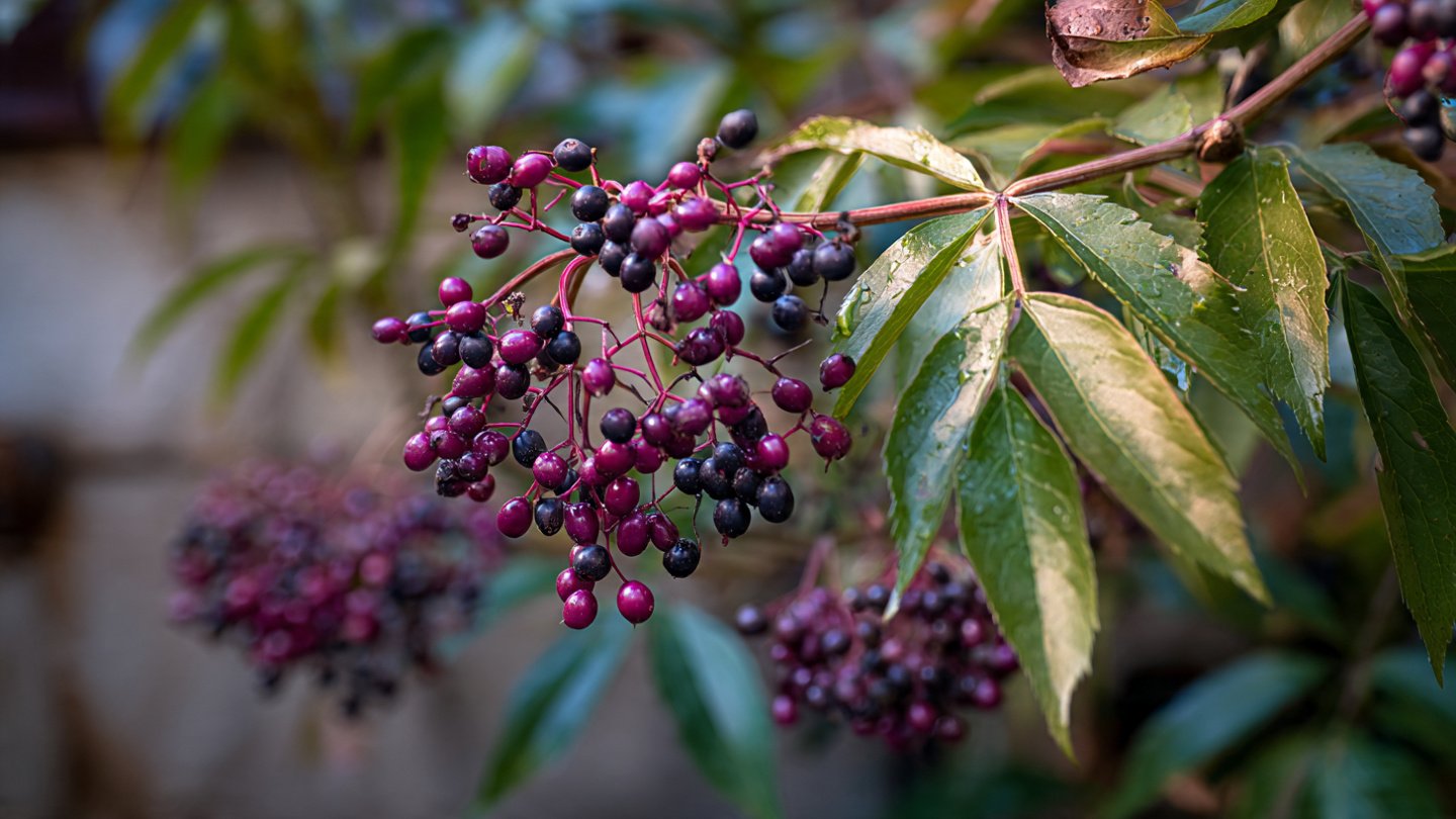 Easy Guide to Growing Elderberry Bushes at Home Without the Hassle