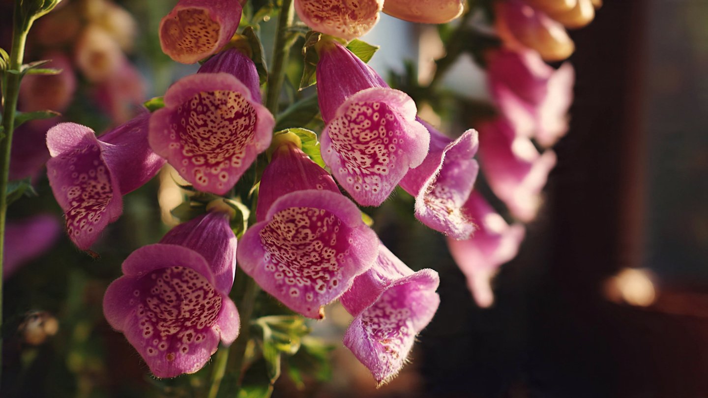 The Ultimate Guide to Successfully Growing Foxglove Flowers at Home Without Any Complications