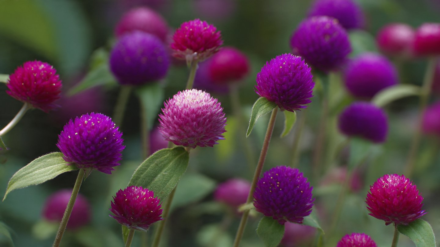 Best Practices for Successfully Cultivating Gomphrena Globe Amaranth in Your Garden