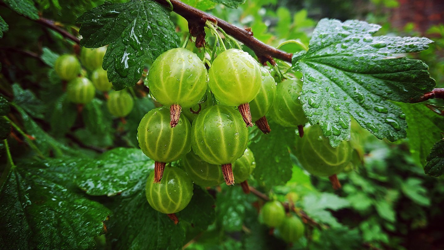 Comprehensive Guide to Successfully Growing Green Gooseberries in Canadian Gardens Year Round