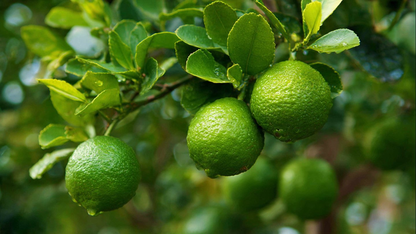 The Ultimate Guide to Growing Key Lime Trees Naturally at Home