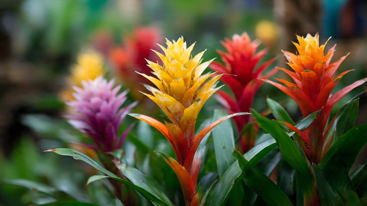 How to Successfully Cultivate Guzmania Flowers Indoors for Year Round Blooms