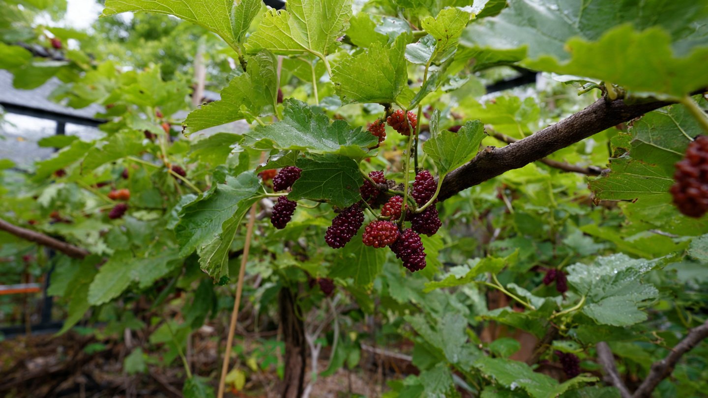 The Ultimate Guide to Cultivating Hardy Mulberry Trees for Resilient Gardens