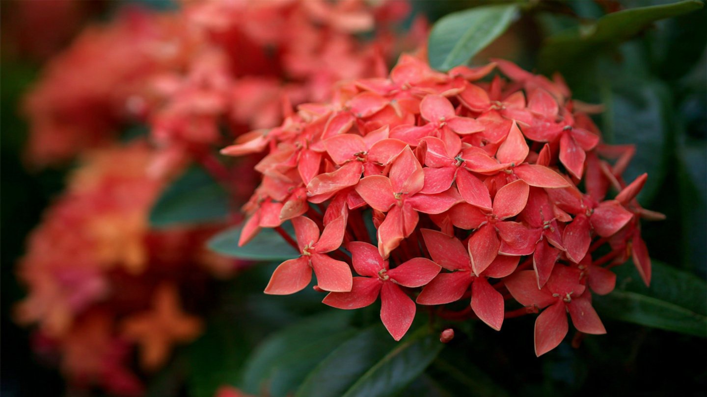 Easy Steps to Grow Ixora for Stunning and Vibrant Garden Decor