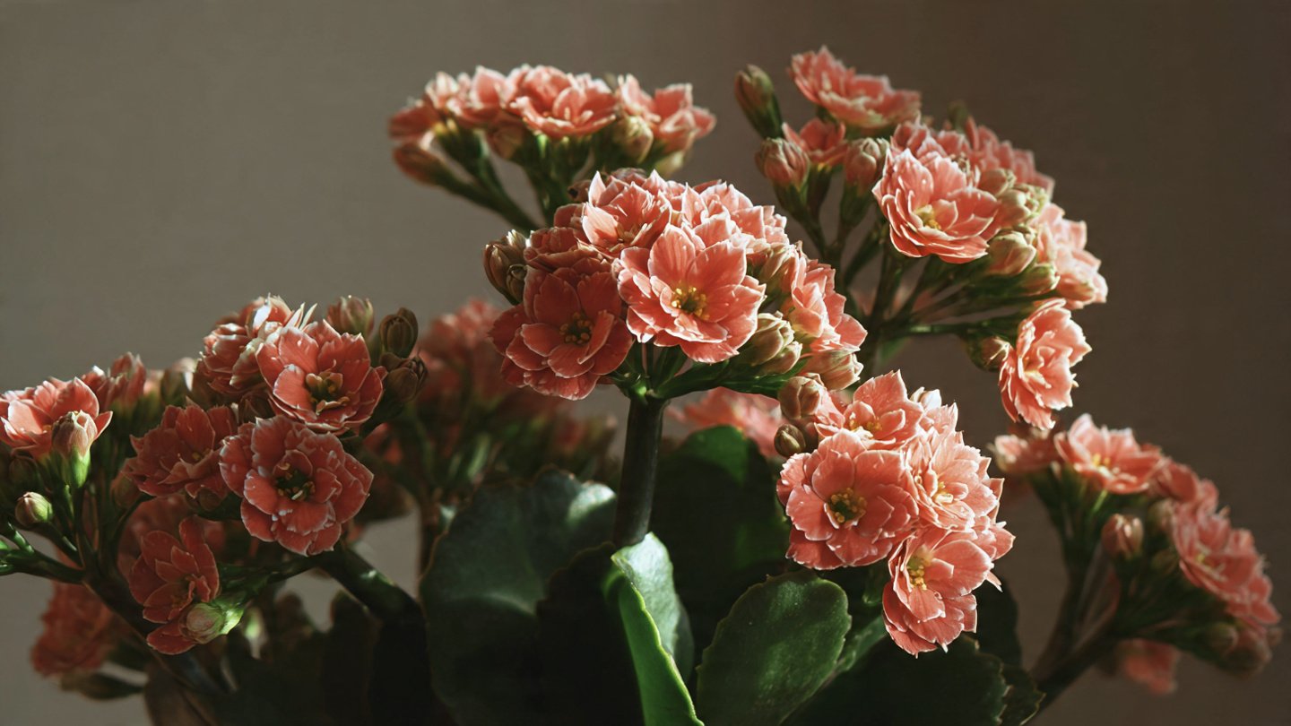 Easy Hack to Grow Kalanchoe Calandiva at Home with Minimal Effort