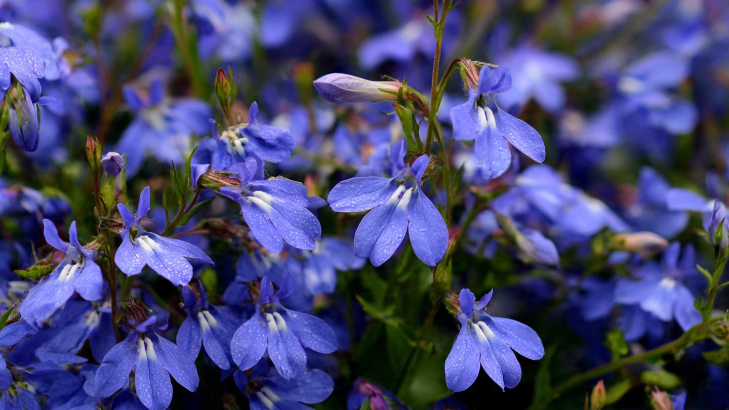 How to Grow Lobelia Blue Trailing Flowers for a Stunning Garden Display