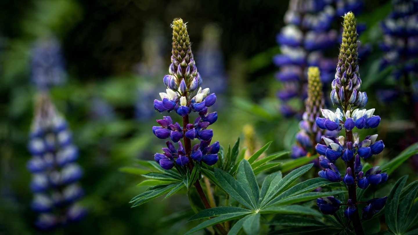 A Comprehensive Guide to Successfully Growing Lupins from Seeds for Flower Enthusiasts