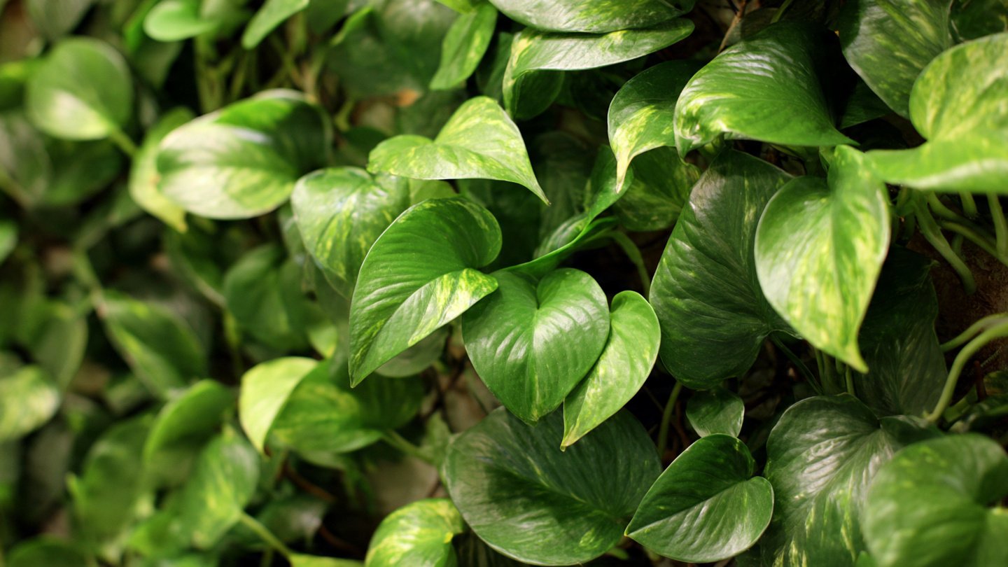 Easy Hack to Grow Money Plant as Vertical Wall Decor for Indoor Spaces and Bring Nature Inside