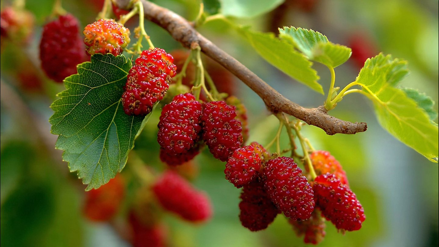 The Ultimate Guide to Successfully Cultivating Mulberry Trees in Canadian Gardens for Optimal Growth and Fruit Production