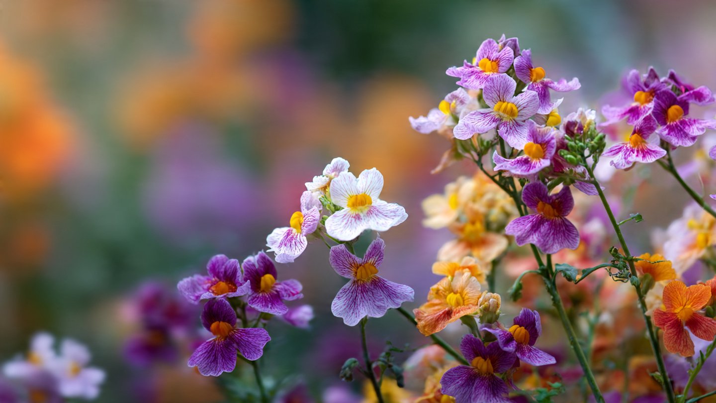 How to Grow Nemesia from Seed: A Simple Way to Cultivate Beautiful Blooms