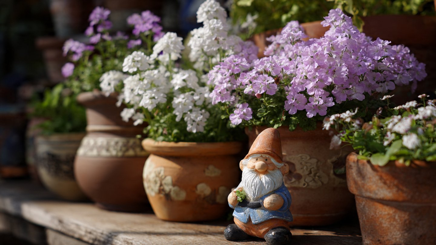 How to Effortlessly Grow Nemesia in Pots: The Easy Hack You Need!