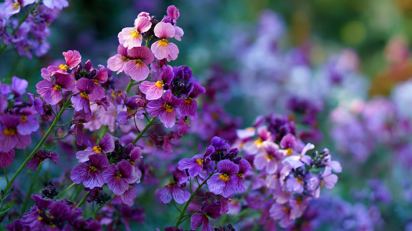 How to Cultivate the Best Way to Grow Nemesia Winter Flowers for a Vibrant Garden
