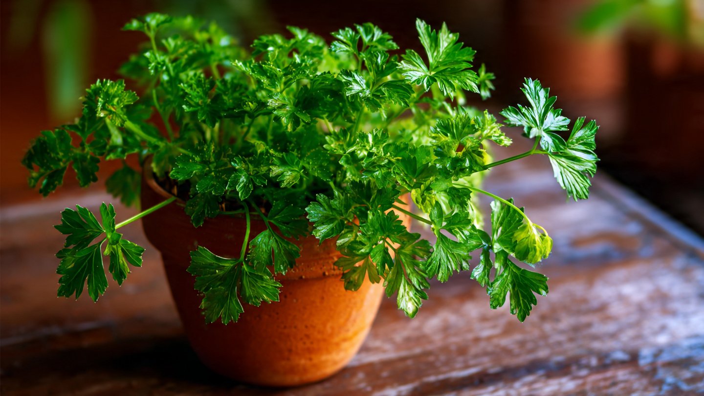 Can You Effortlessly Grow Parsley Indoors? Discover the Simple Way!