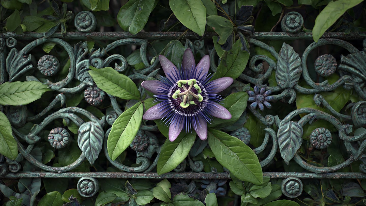 How to Grow Passion Flower for a Stunning Decorative Fence