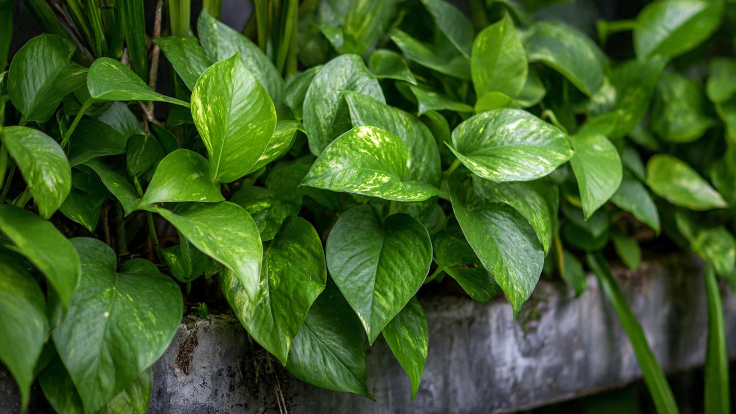 How to Grow Pothos as an Outdoor Filler Plant for Lush Greenery