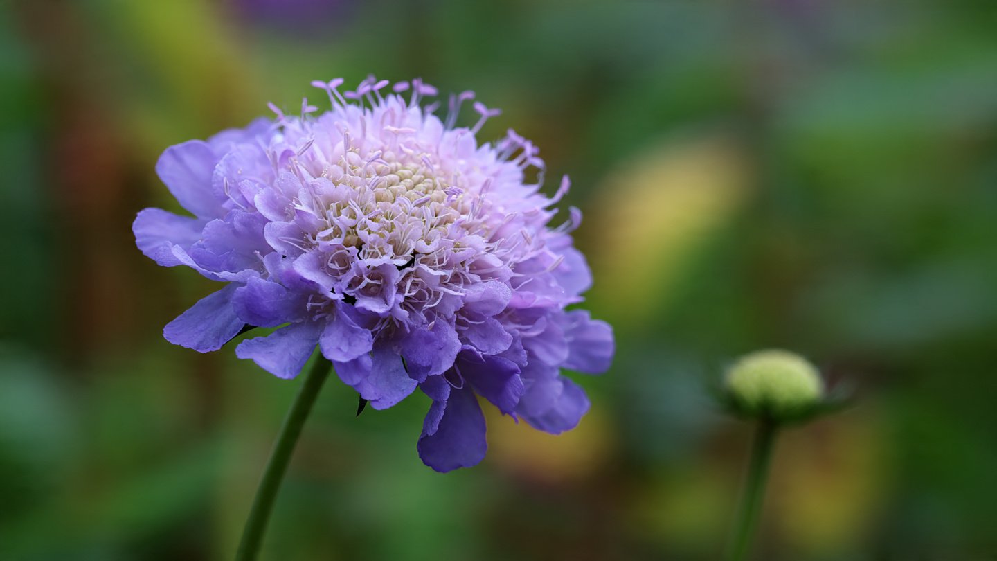 How to Successfully Grow Scabiosa Pincushion Flower in Your Garden All Season Long