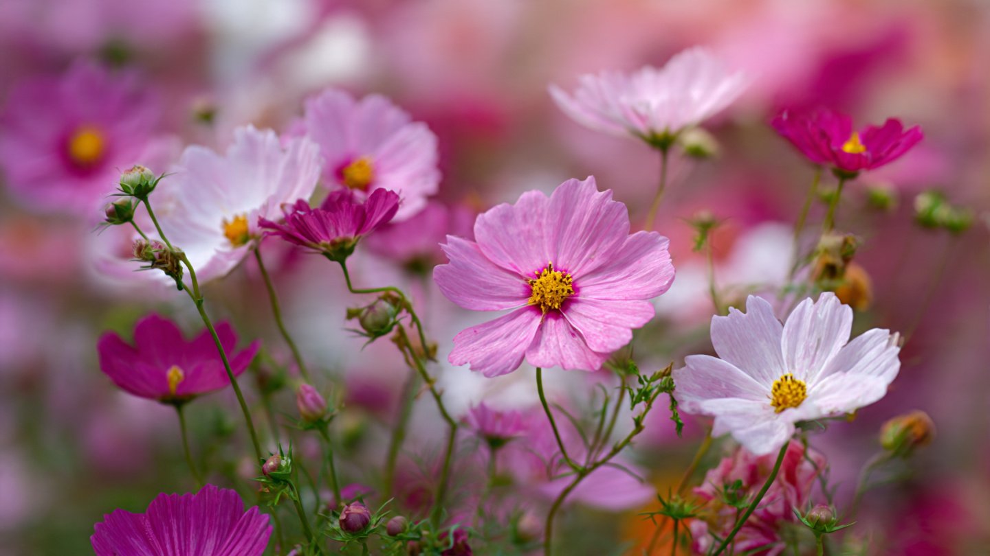 Simple Steps for Successfully Growing Cosmos Flowers in Your Garden
