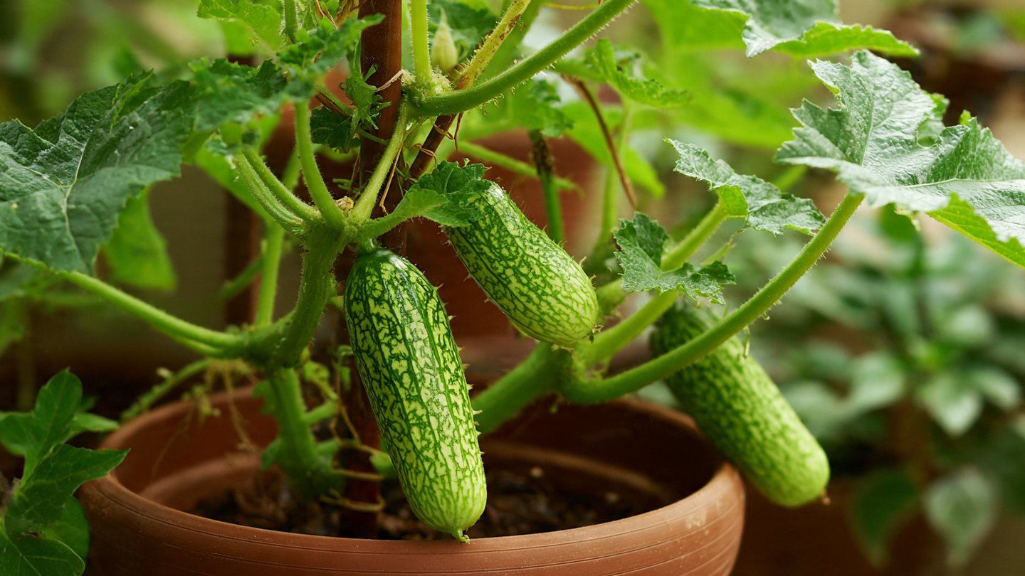 The Ultimate Guide to Successfully Growing Snake Gourd in a Pot at Home