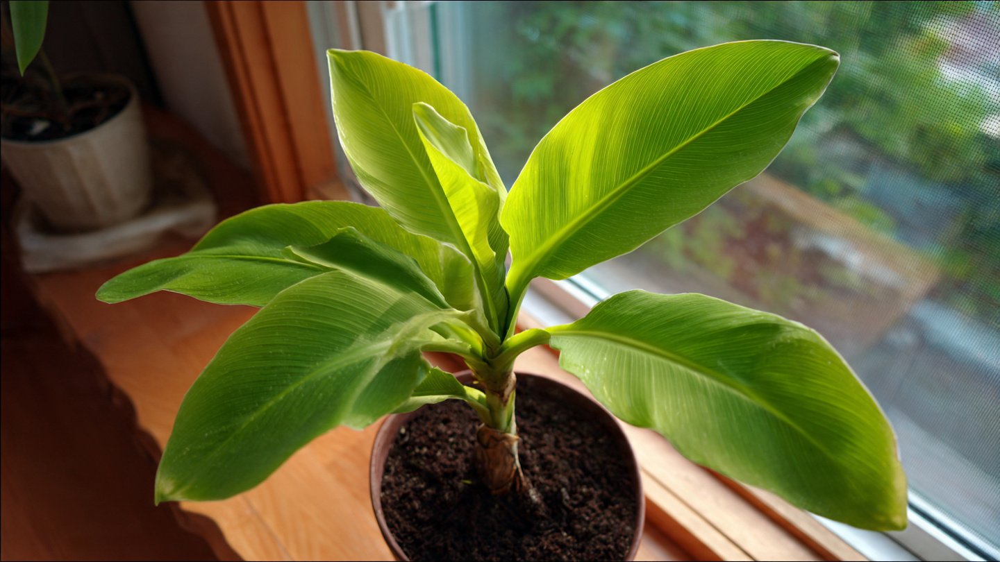 How to Successfully Care for Your Indoor Banana Plant: A Comprehensive Guide