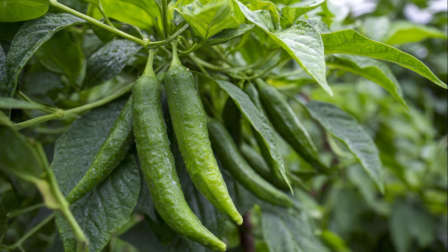 How to Successfully Cultivate Suva Bhaji in Your Own Garden for Fresh and Flavorful Dishes