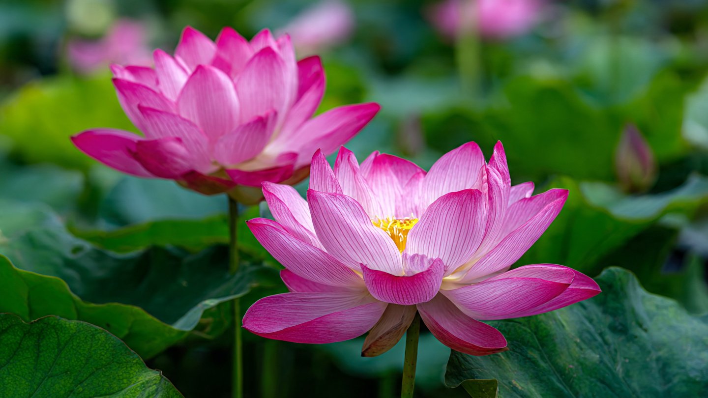 Easy Guide to Successfully Grow Stunning Lotus Flowers in Containers for Beginners