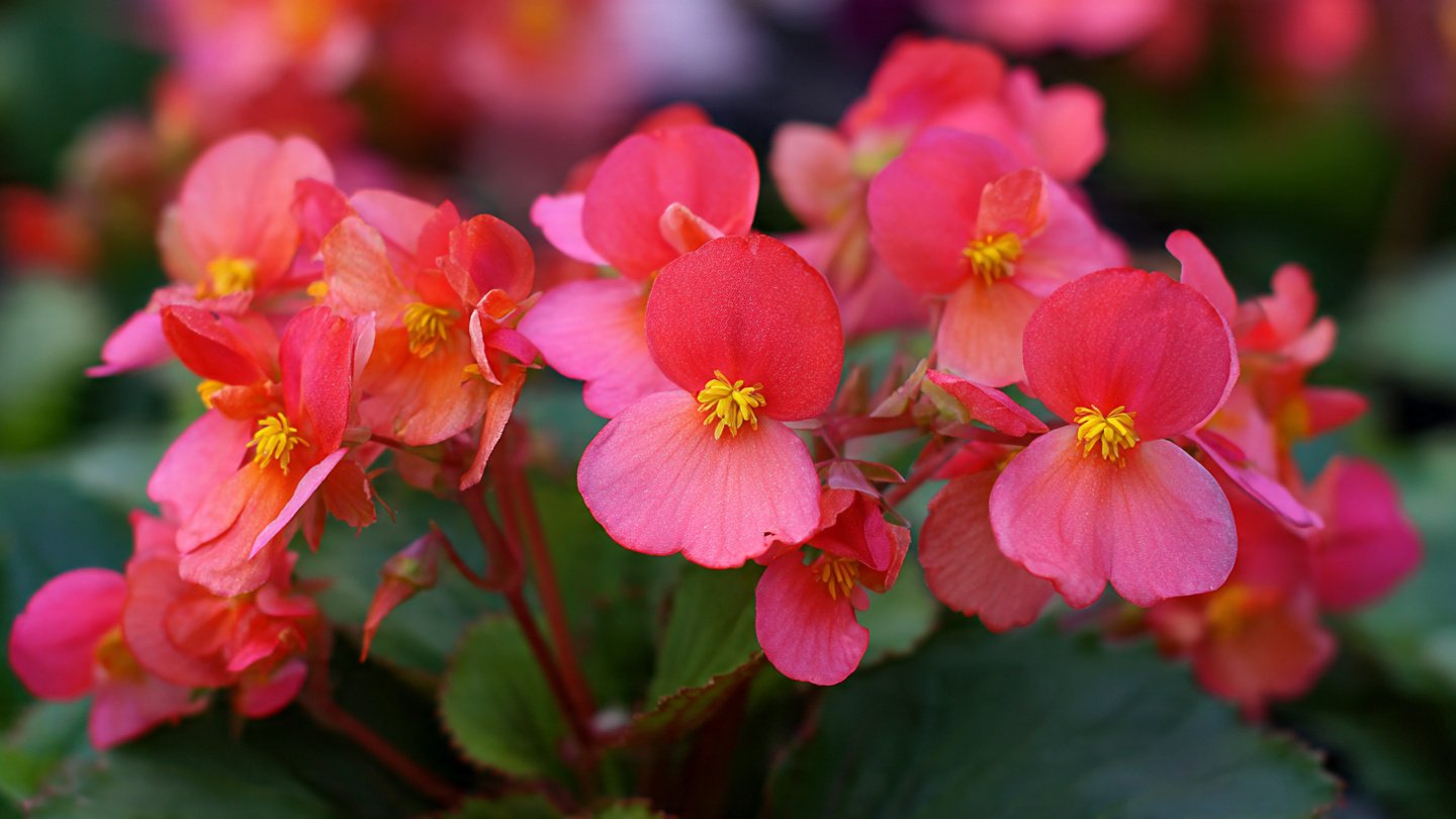 How to Successfully Grow Vibrant Busy Lizzie Flowers in Your Home Garden