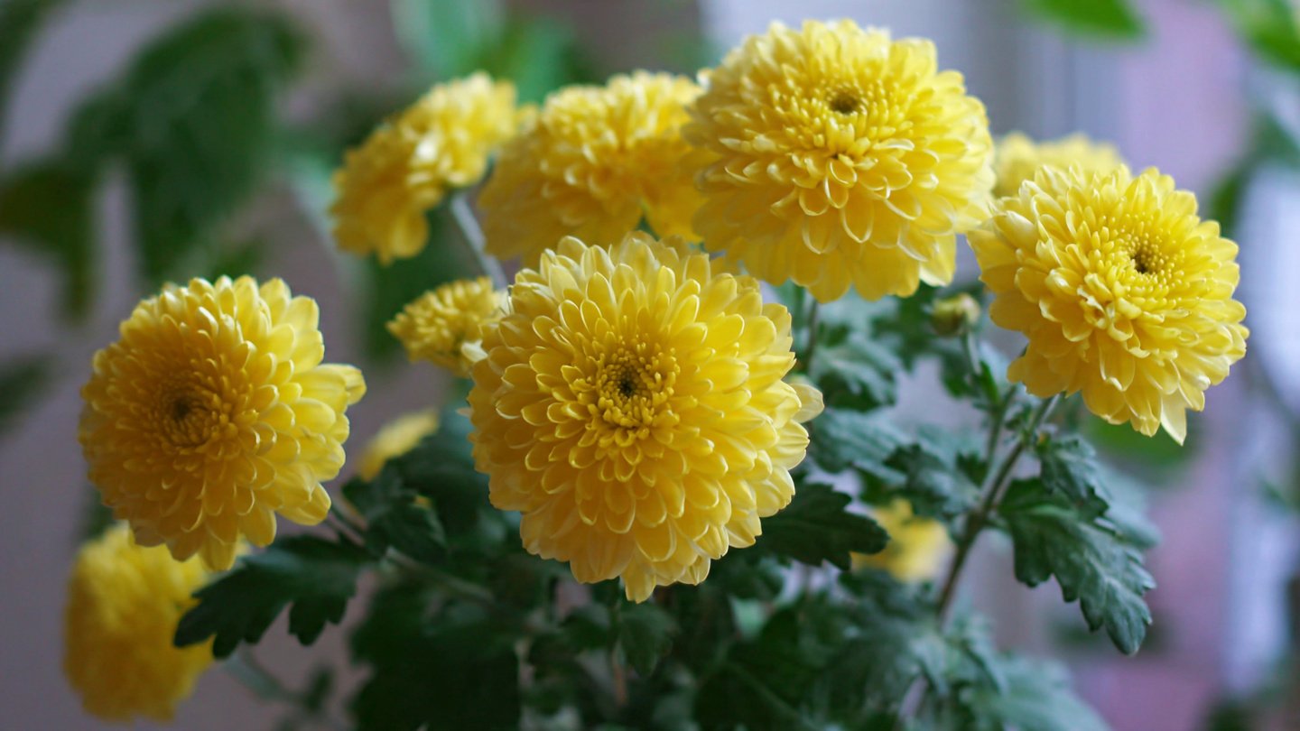 The Ultimate Guide to Successfully Growing Chrysanthemums from Cuttings at Home