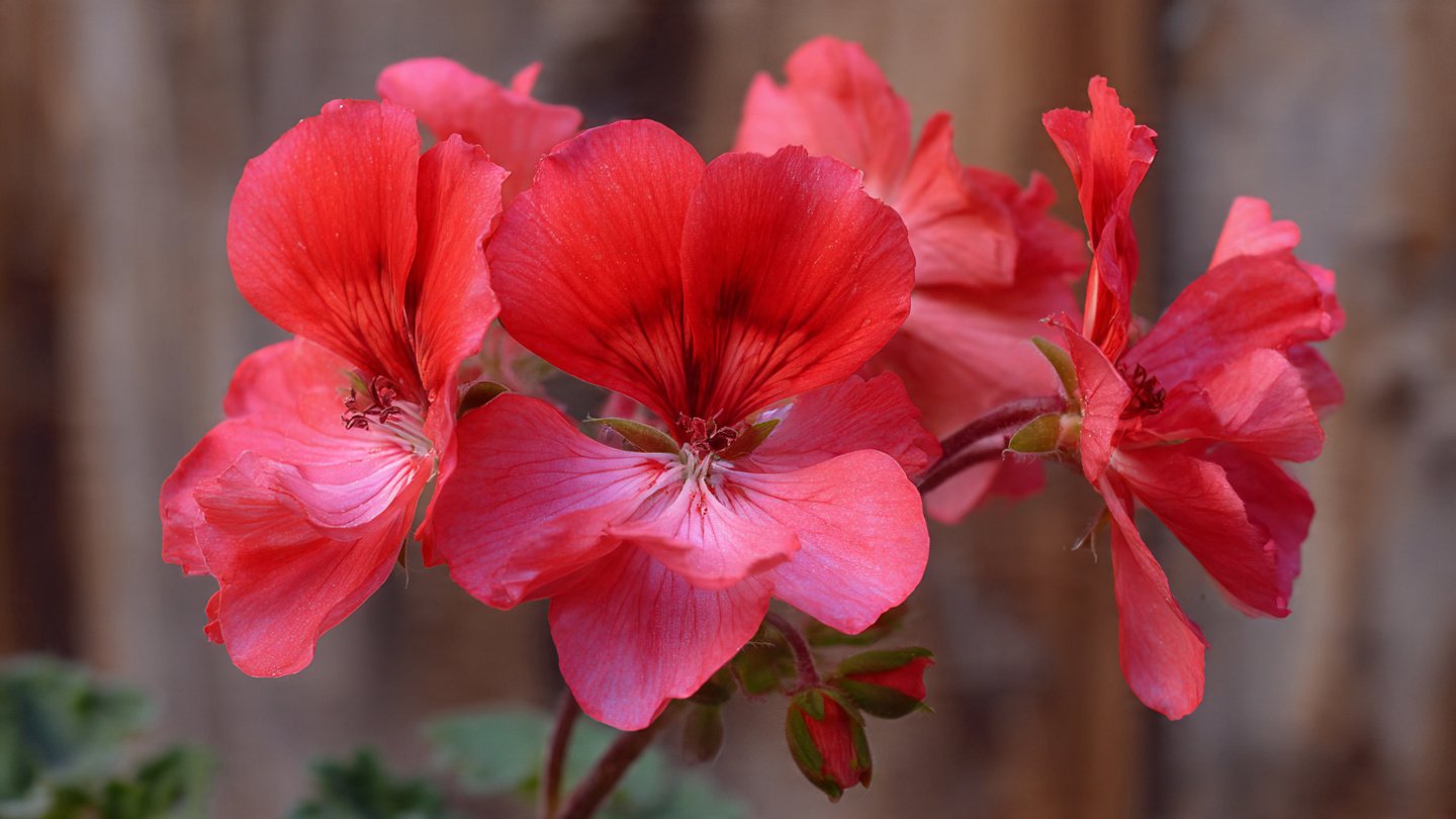 Easy Steps for Successfully Growing Geraniums From Cuttings at Home