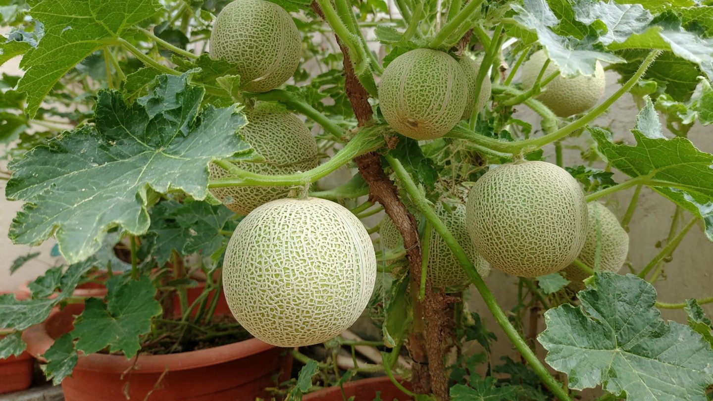 The Ultimate Guide to Successfully Growing Muskmelon in Pots at Home