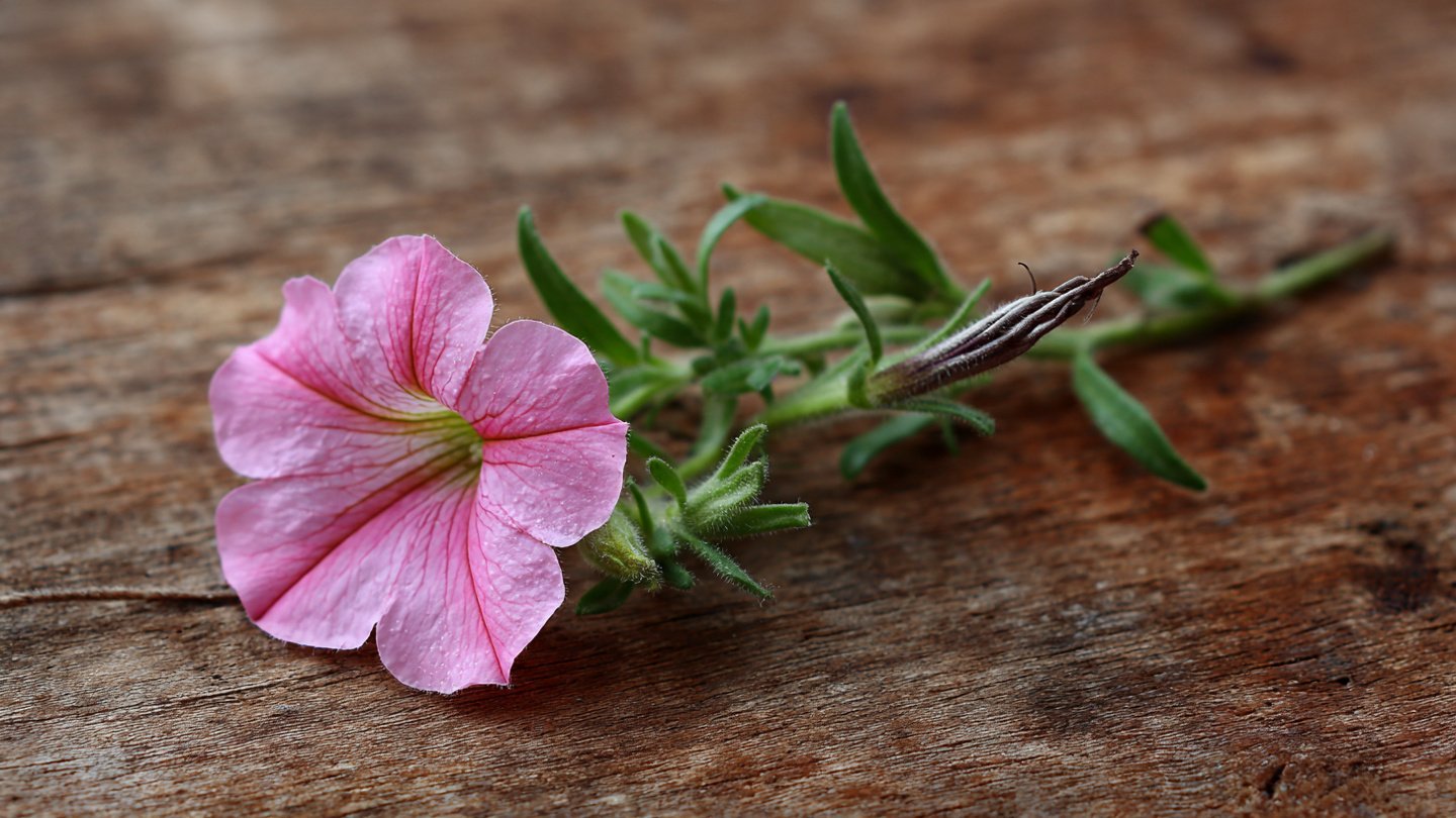 Ultimate Guide to Successfully Growing Petunias from Cuttings with Simple Techniques