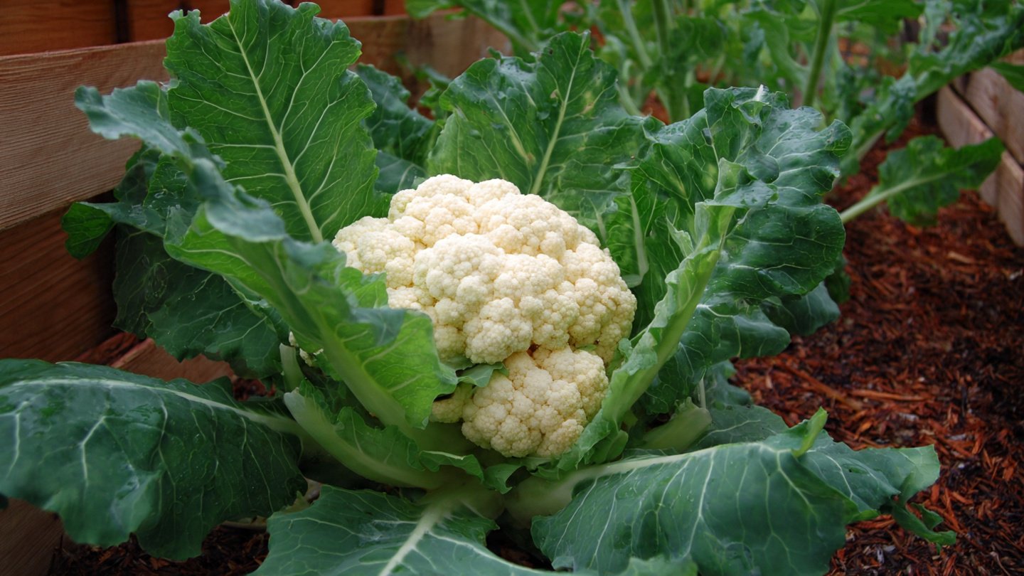 How to Successfully Grow Cauliflower in Your Home Garden