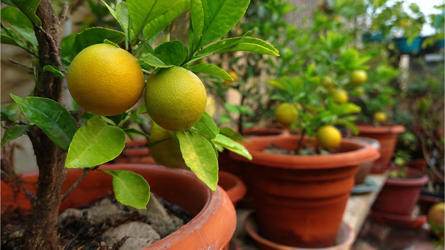 Easy Step by Step Guide to Successfully Grow Grapefruit in Pots at Home